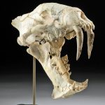 Rare Fossilized Sabertooth Hoplophoneus Skull