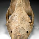Fossilized Siberian Woolly Rhinoceros Skull