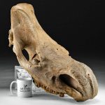 Fossilized Siberian Woolly Rhinoceros Skull