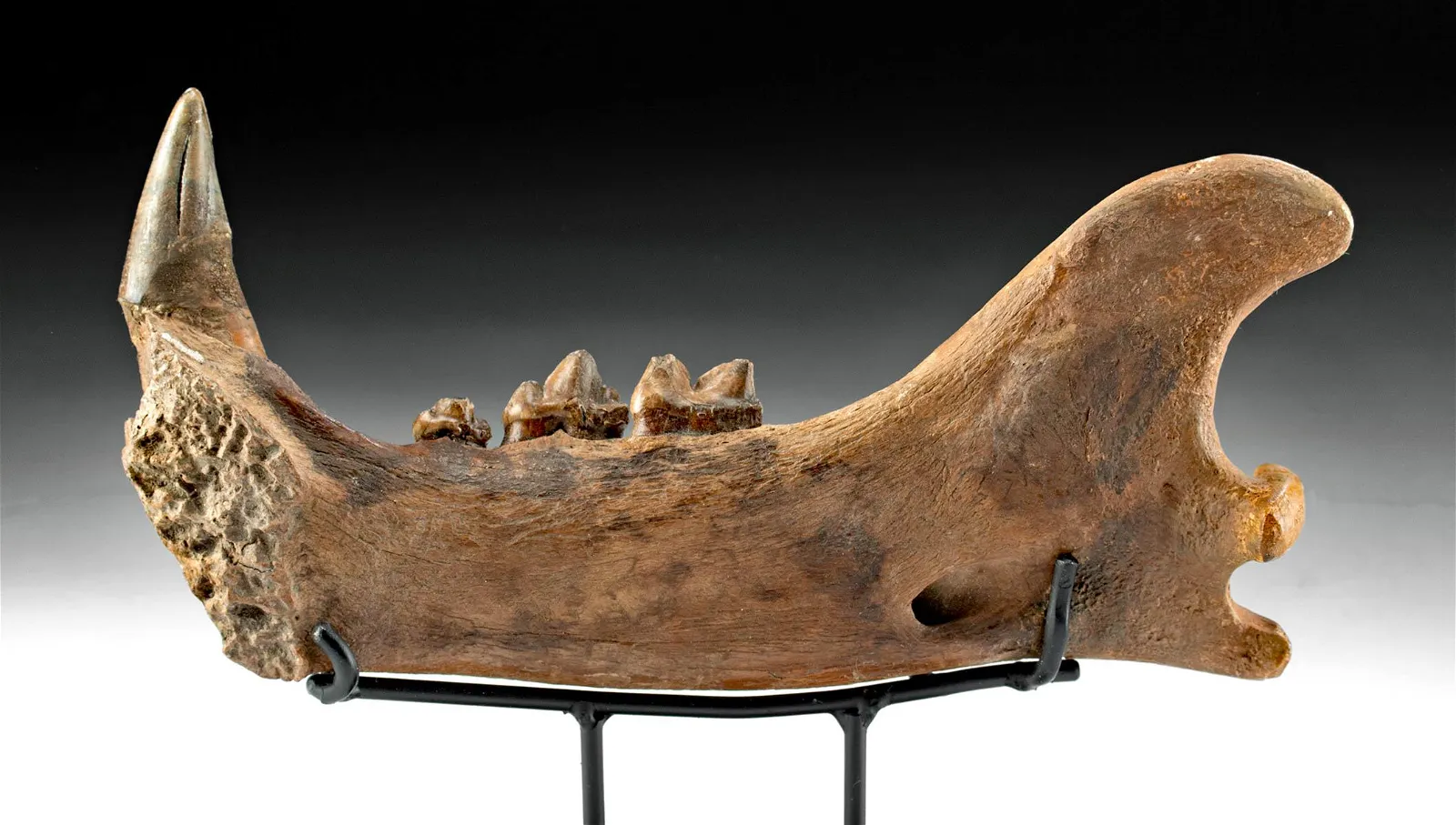 Rare Fossilized North American Lion Jawbone w/ Canine