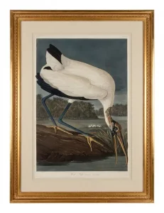 AUDUBON, John James. Wood Ibis (Plate CCXVI), Tantalus loculator. Engraving with etching, aquatint and hand-coloring by Robert Havell (1793-1878), circa 1834, on J. Whatman Turkey Mill paper dated 1834, 968 x 644 mm sheet.