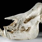 Huge Fossilized Rhinoceros Skull Chilotherium Species