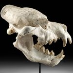 Huge Fossilized Dinocrocuta Skull, Bone Crushing Hyena