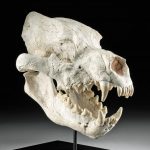 Huge Fossilized Dinocrocuta Skull, Bone Crushing Hyena