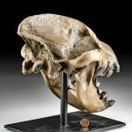 Rare Fossilized Cave Hyena Skull - Choice!
