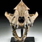 Rare Fossilized Cave Hyena Skull - Choice!