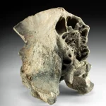 Fossilized Sabertooth Smilodon Populator Skull Fragment