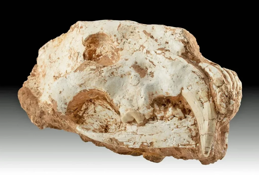 Fossilized Saber Cat Skull - Amphimachairodus Giganteus