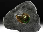 Fossilized Ammolite Ammonite in Matrix by Korite