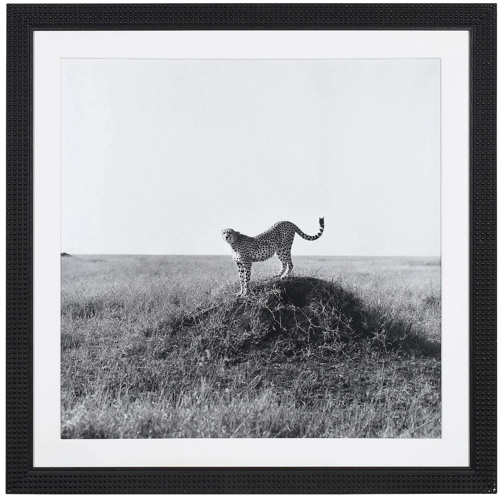 Patrick Demarchelier Photograph, Cheetah
