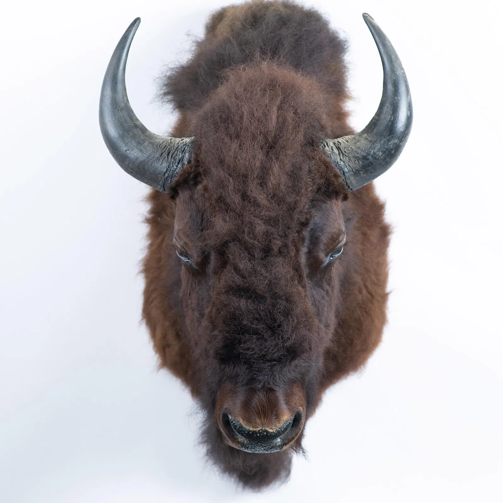 Colossal American Bison Shoulder Taxidermy Wall Display