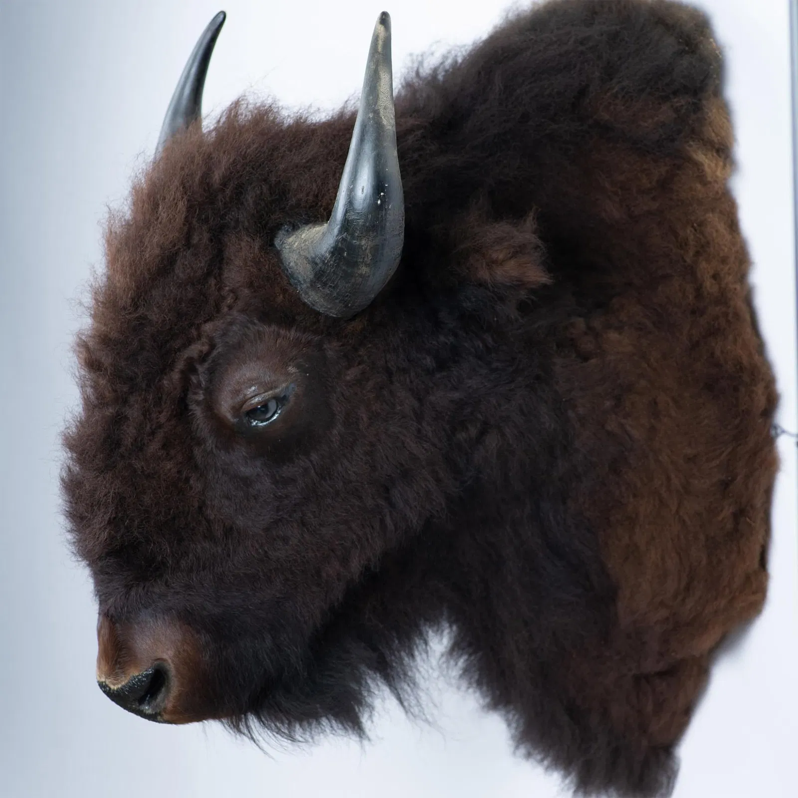 Colossal American Bison Shoulder Taxidermy Wall Display