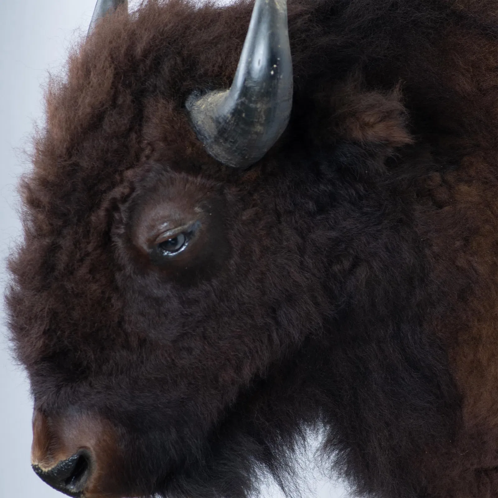 Colossal American Bison Shoulder Taxidermy Wall Display